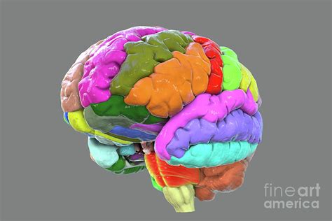 Human Brain With Gyri Highlighted Photograph By Kateryna Kon Science