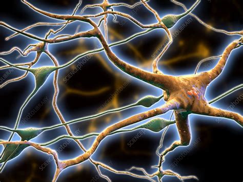 Nerve Cells Computer Artwork Stock Image F Science Photo