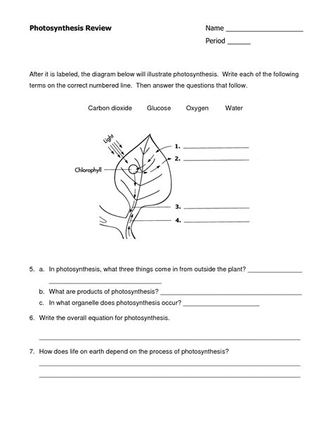 16 Plant Photosynthesis Worksheet