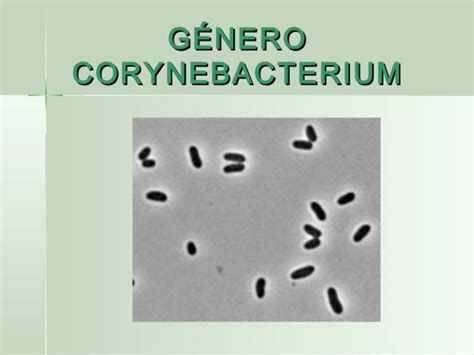 Tema Rynebacterium