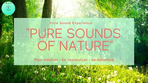 Pure Sounds Of Nature Sons De La Nature Au Printemps Chant Des