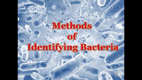 Methods Of Identifying Bacteria Youtube