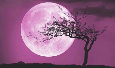 Pink Moon 2019 meaning: Why is April Full Moon called Pink Moon? | Science | News | Express.co.uk