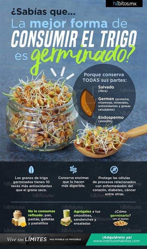 Alimentos Germinados Beneficios Y Propiedades Artofit