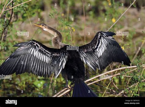 Brazil, Mato Grosso, Pantanal, Anhinga, darter, snakebird, drying wings, riverside, birds ...