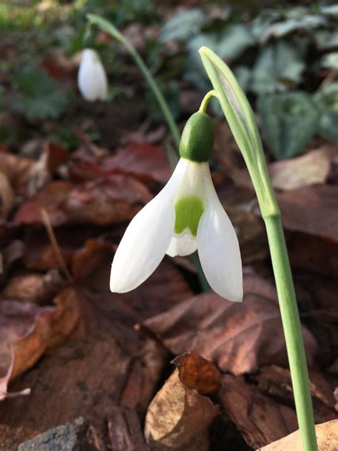 Galanthus ‘autumn Belle Morlas Plants