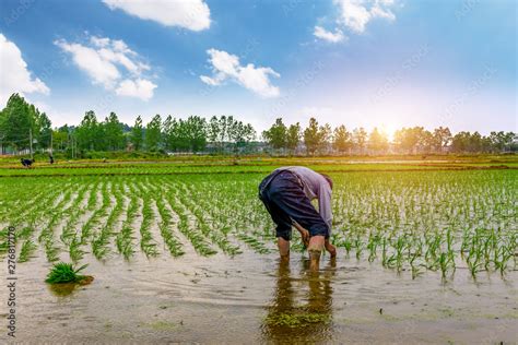 How To Grow High Yielding Rice