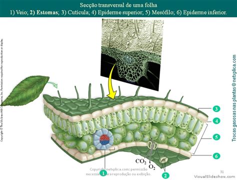 Trocas Gasosas Nas Plantas Generated By Visualslideshow