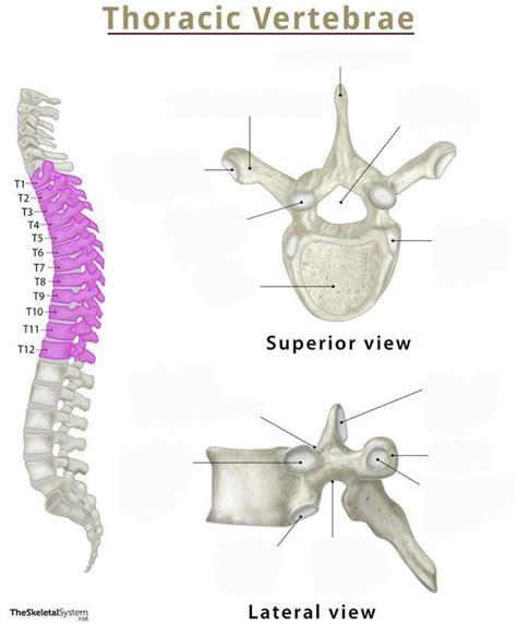 Thoracic Vertebrae Diagram | Quizlet