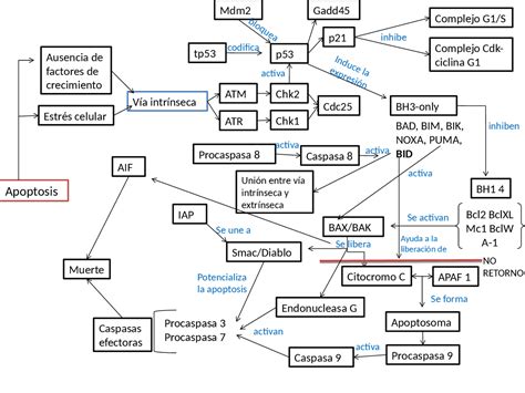 Apoptosis Intrinseca Y Extrinseca Mapa Conceptual Shibaswap