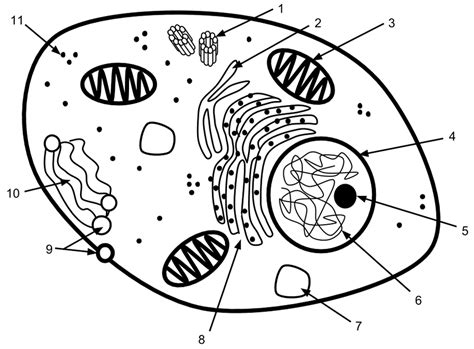 12 Label Cell Parts Worksheet Free Pdf At