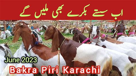 Mandi Se Sasta Bakra Mile Ga Bakra Piri Karachi 2023 Bakra Mandi