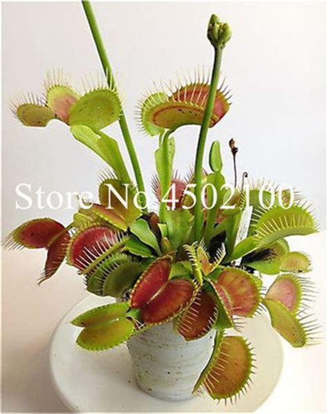 Pcs Bonsai Dionaea Muscipula Giant Clip Venus Potted Insectivorous