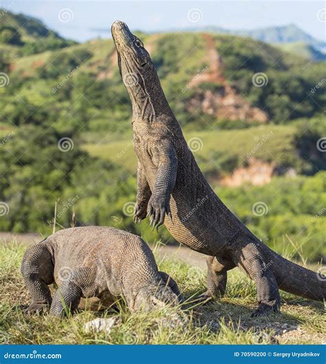 Komodo Dragon Stands On Its Hind Legs The Komodo Dragon Varanus