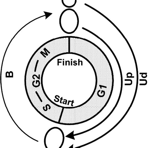 Cell cycle of budding yeast. U d , time for a newborn unbudded daughter... | Download Scientific ...