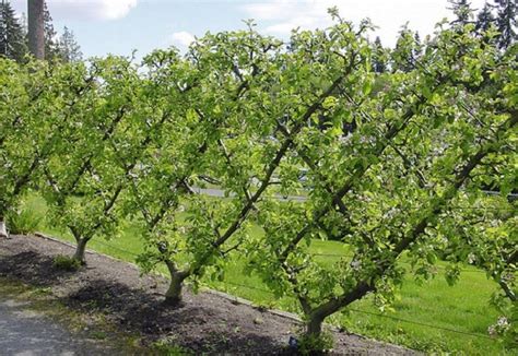 Early American Gardens Espalier And Wall Trees In Early America