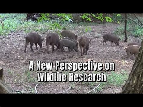 CamojojoA New Perspective On Wildlife Research The Ecological