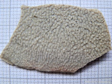 Фрагмент лопастепёрой рыбы. Glyptolepis baltica? - Находки в карьерах ...