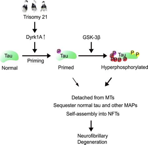 Overexpression Of Dyrk1a Contributes To Neurofibrillary Degeneration In