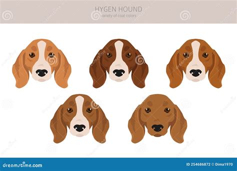 Hygen Hound Clipart Different Poses Coat Colors Set Stock Vector