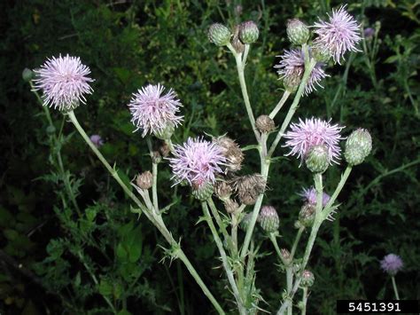 Canada Thistle Cirsium Arvense L Scop