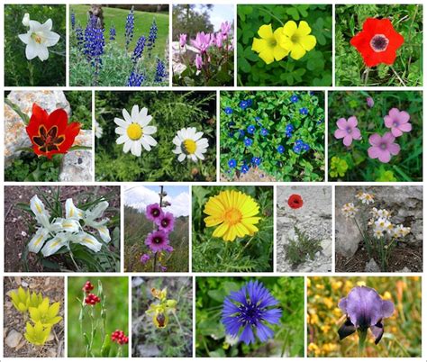 Israel’s wildflowers of spring