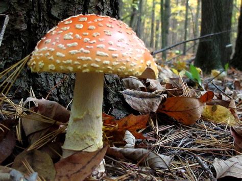 Fly Mushroom Photograph By Timothy Myles Fine Art America