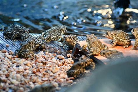 Wyoming Toad Conservation - CMZoo