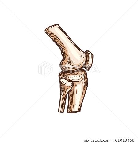 Human Bones Joint Vector Isolated Knee Or Elbow Stock Illustration