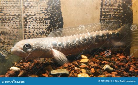 Cool Channa Asiatica Fish and Speckled Stock Photo - Image of fish, cool: 275920016