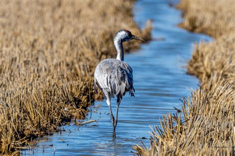 Extremadura Spain Winter Tour The Urban Birder World