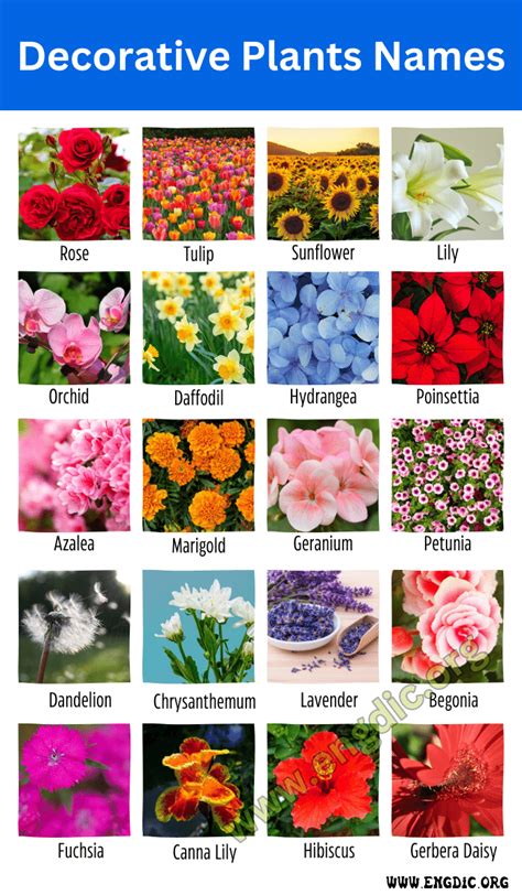 100 Decorative Plants Name Ornamental Plants Ornamental Plants