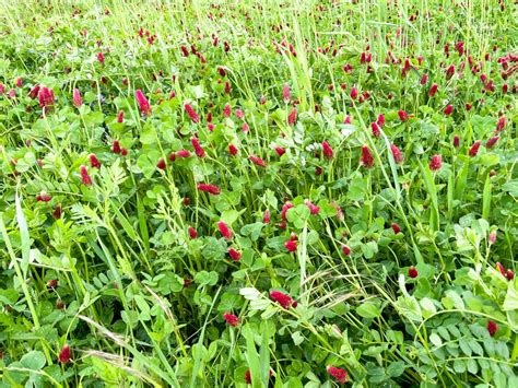 What Is Green Manure Everything You Need To Know Grocycle