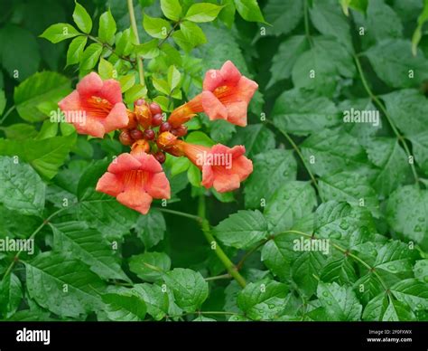 Plant With Stems That Take Root Campsis Radicans Flowering With Big