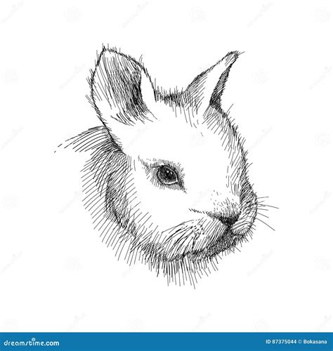 Vector Graphic Sketch Of Baby Rabbit Profile In Black Isolated On White