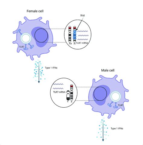 Schematic Representation Of The Effect Of Sex And X Chromosome Download Scientific Diagram