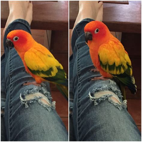 Top Wallpaper Sun Conure And The Great Pets Play Happily Latest