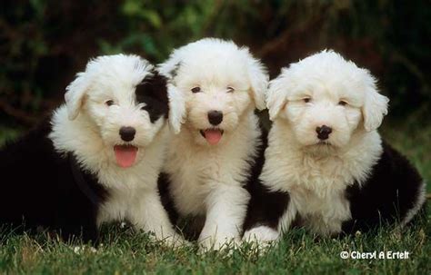 Take Us Home English Sheepdog Puppy English Dogs Sheep Dog Puppy