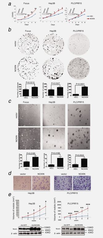 Noxin Overexpression Promotes Cellular Proliferation Colony Formation