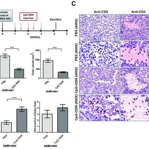 Effects Of Cpg Odn On Tumorigenesis Of Nhri Hn Cells A The Diagram