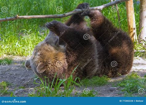 Brown Bear Play Stock Photo Image Of Ursidae Predator 77285228