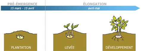 Le Cycle De Vie De La Pomme De Terre Le Plant Français De Pomme De Terre