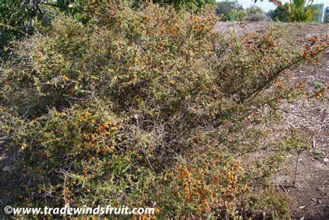 Orange Thorn Citriobatus Pauciflorus