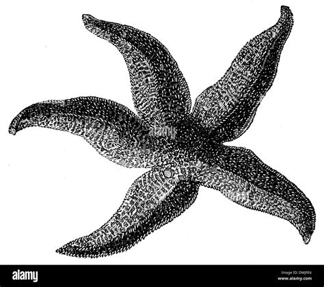 Starfish drawing Cut Out Stock Images & Pictures - Alamy
