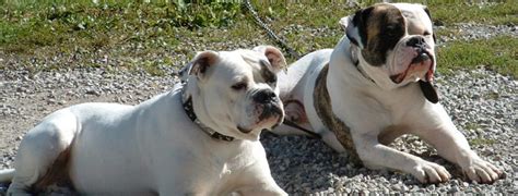 Antebellum Bulldog Breed Guide Learn About The Antebellum Bulldog