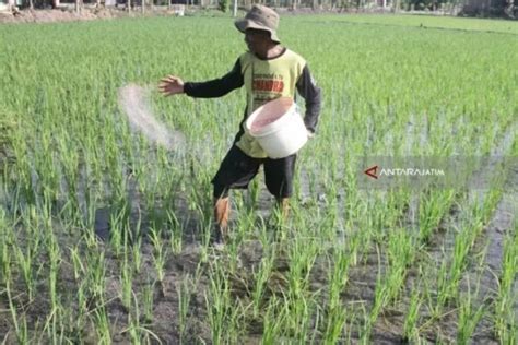 Petani Ngawi Usulkan 107 442 Ton Alokasi Pupuk Subsidi Tahun 2023