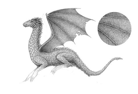 Dragon Wings Drawings