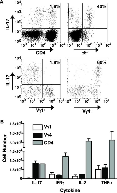 Intracellular Cytokine Staining Of T Cells From The Draining Lymph