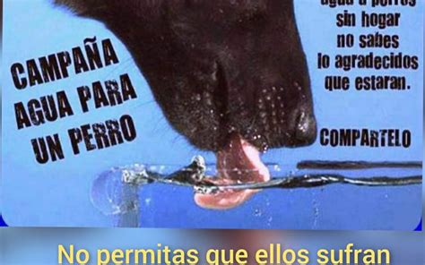 Agua Adopciones Crc U Oa