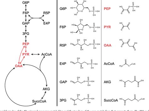 Figure From The Pep Pyruvate Oxaloacetate Node Variation At The